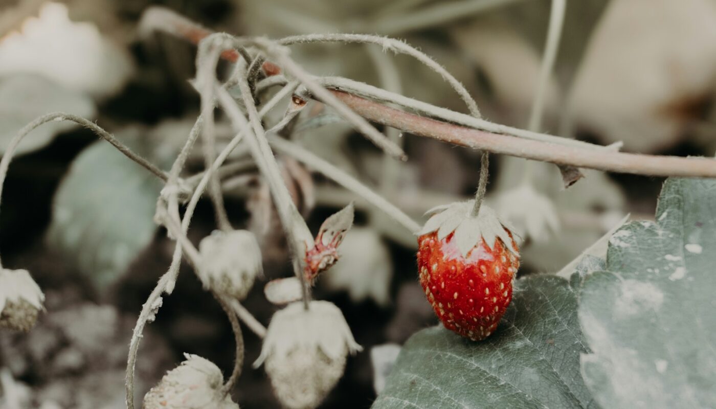A single ripe strawberry hangs on a vine.